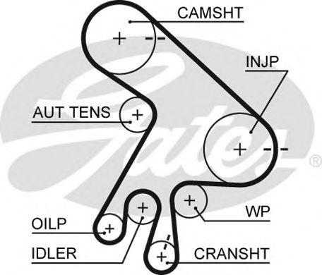 GATES - 5562XS - Ремень ГРМ (Ременный привод)